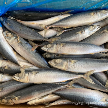 Frozen Pacific Mackerel Whole Round 200-300g 300-500g